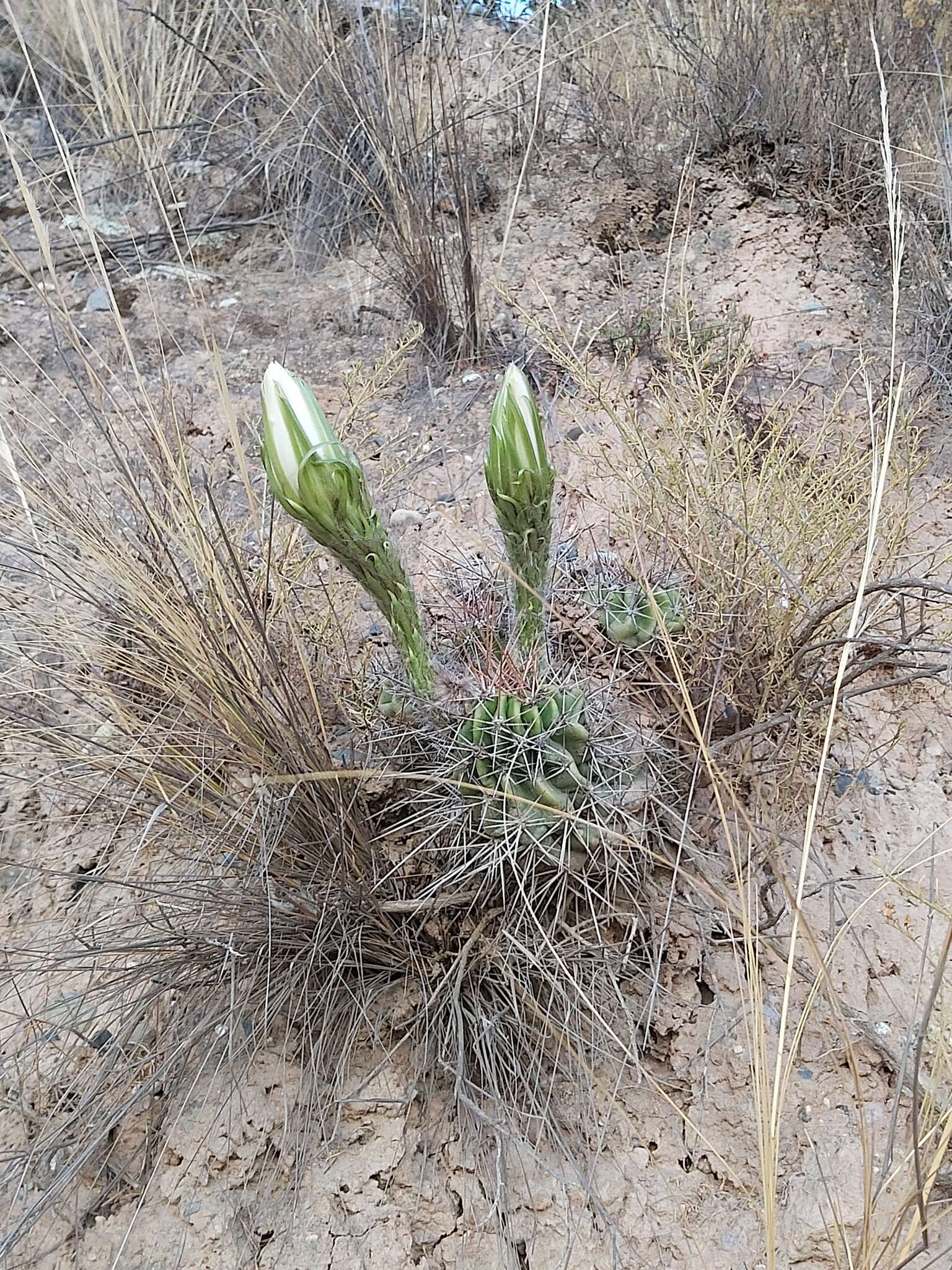 Echinopsis bridgesii Salm-Dyck resmi