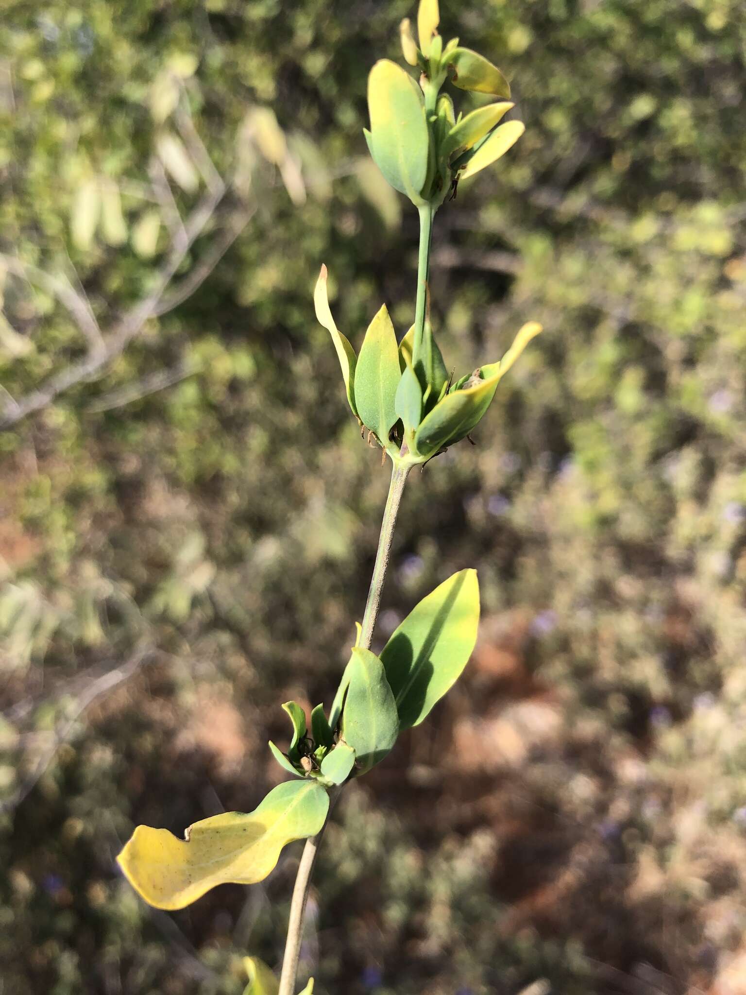 Image of Justicia odora (Forssk.) Vahl