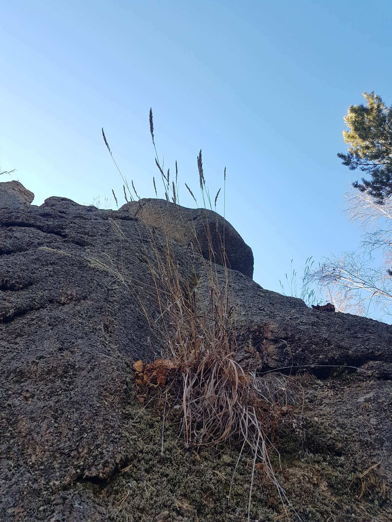 Sivun Calamagrostis korotkyi Litv. kuva