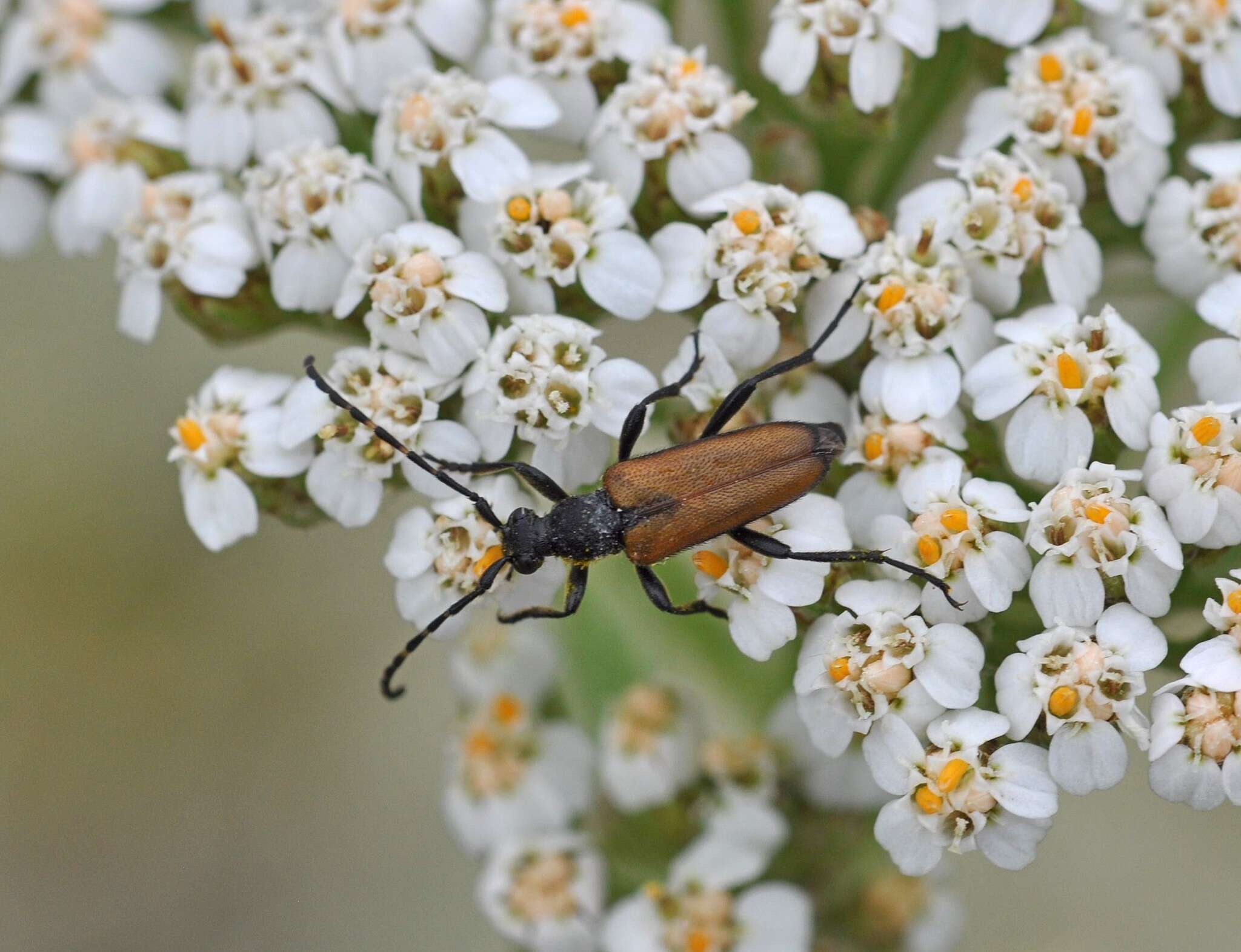 Image of Paracorymbia maculicornis (Degeer 1775)