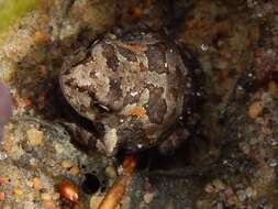 Image of Common Cape Toad; Sand Toad