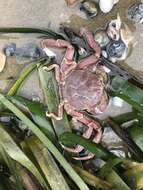 Image of Granulated mask crab