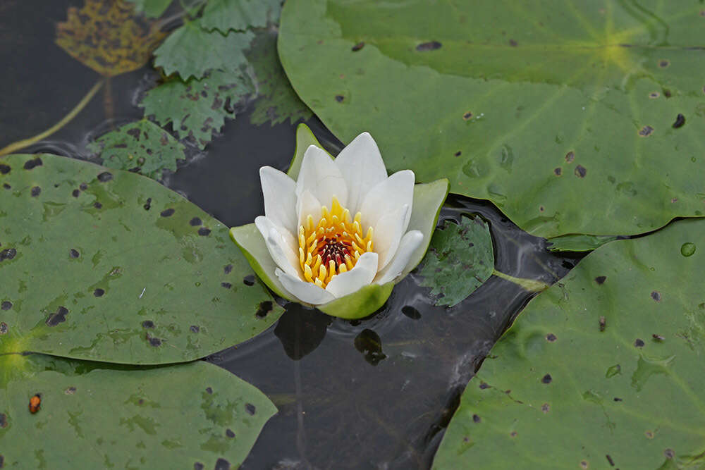 Image of Pygmy Water-Lily