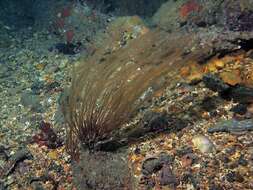 Image of antenna hydroid