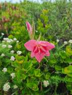 Gladiolus carmineus C. H. Wright resmi