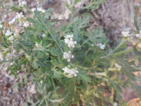 Image of Parthenium bipinnatifidum (Ortega) Rollins