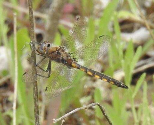 Image of Beaverpond Baskettail