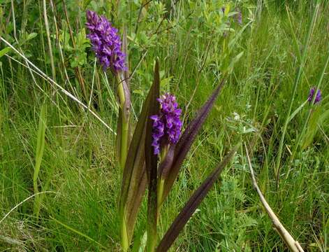 Image de Orchis rouge sang