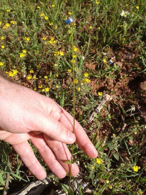 صورة Nemesia barbata (Thunb.) Benth.