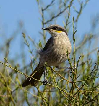 صورة Gavicalis virescens virescens (Vieillot 1817)