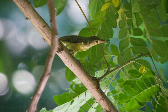 Image of Anthreptes malacensis malacensis (Scopoli 1786)