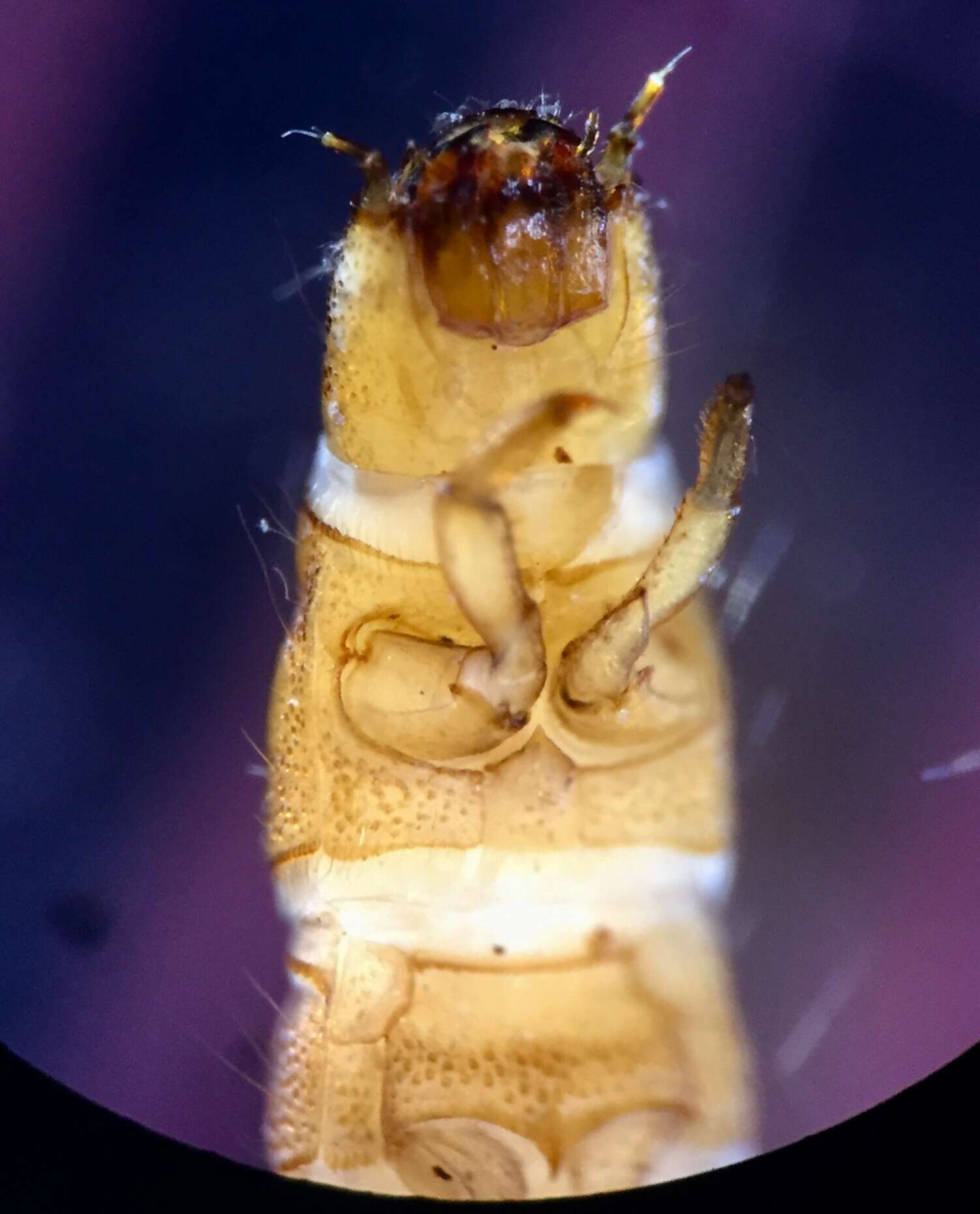 Image of Typhloelmis finegan Barr ex Barr, Gibson & Diaz 2015