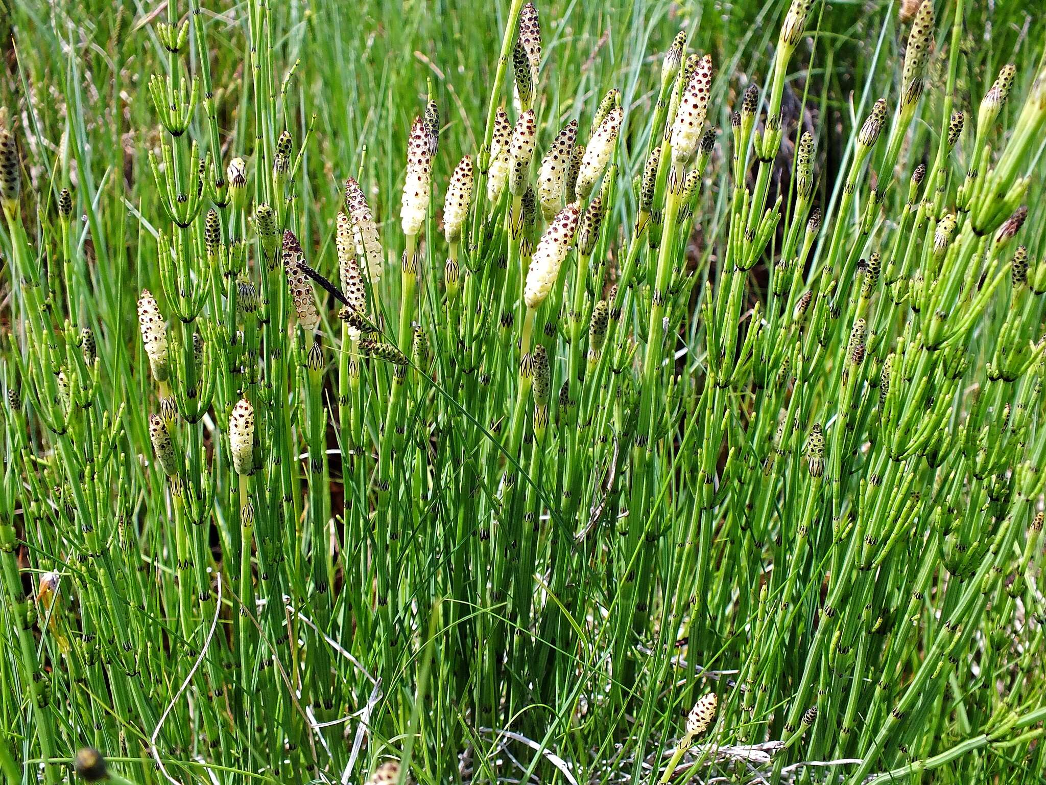 Image of Marsh Horsetail