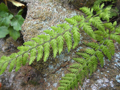 Image of Dennstaedtia hirsuta (Sw.) Mett. ex Miq.