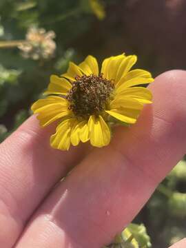 Image of Encelia laciniata Vasey & Rose