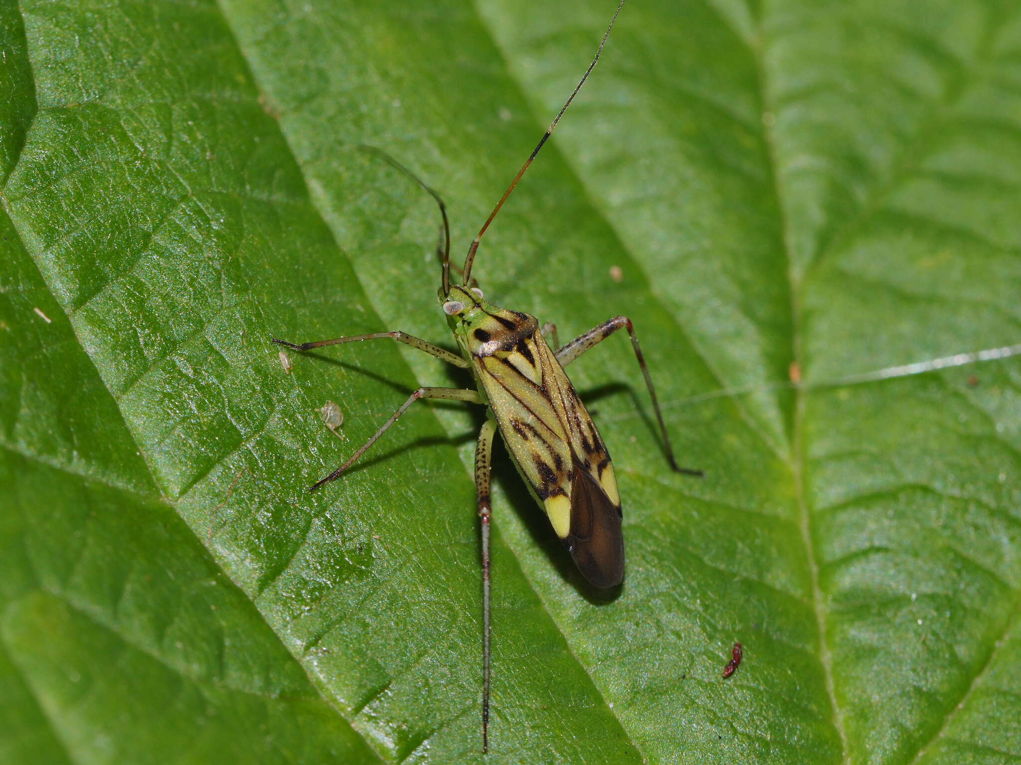 Imagem de Closterotomus costae (Reuter 1888)