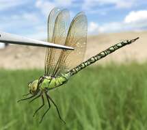 Image of Green Hawker