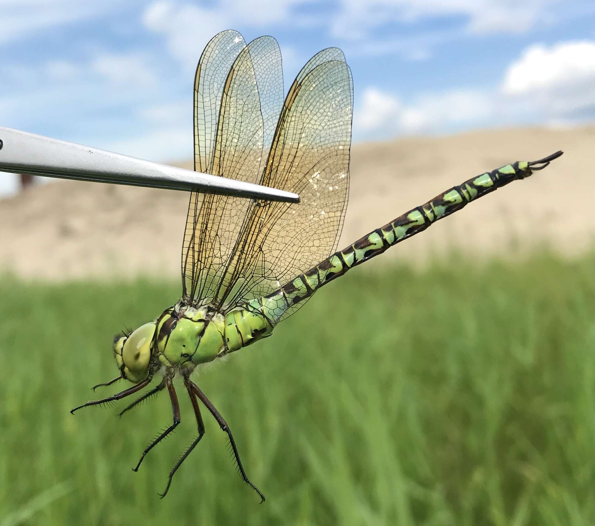 Image of Green Hawker