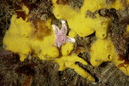 Image of yellow-fingered horny sponge