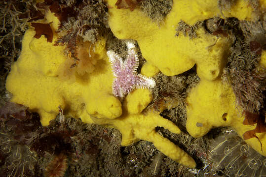 Image of yellow-fingered horny sponge