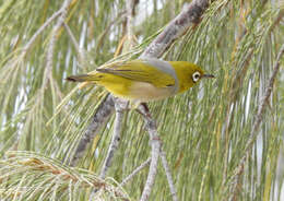 Image of Zosterops lateralis chlorocephalus Campbell, AJ, White & SA 1910