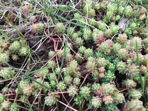 Image of Sedum pallidum Bieb.