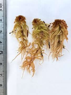 Image of sphagnum