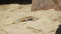 Image of Peru Pacific Iguana