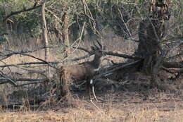 Imagem de Tragelaphus sylvaticus