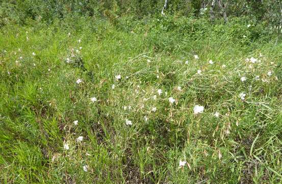 Plancia ëd Oenothera nuttallii Torr. & Gray