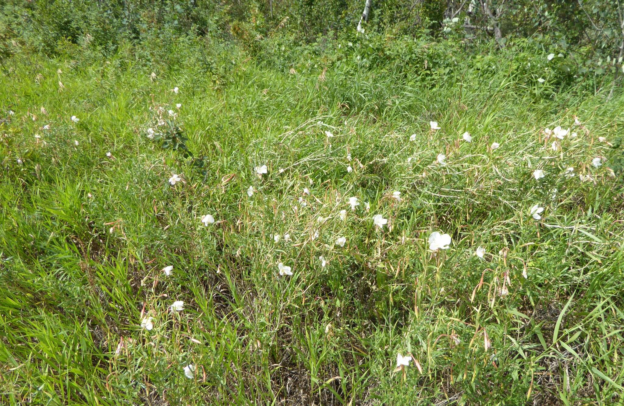 Plancia ëd Oenothera nuttallii Torr. & Gray