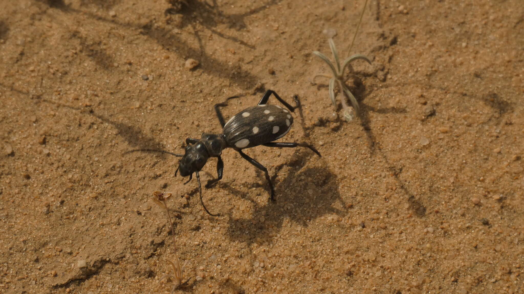 Plancia ëd Anthia (Termophilum) duodecimguttata Bonelli 1813