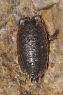 Image of Porcellio montanus Budde-Lund 1885