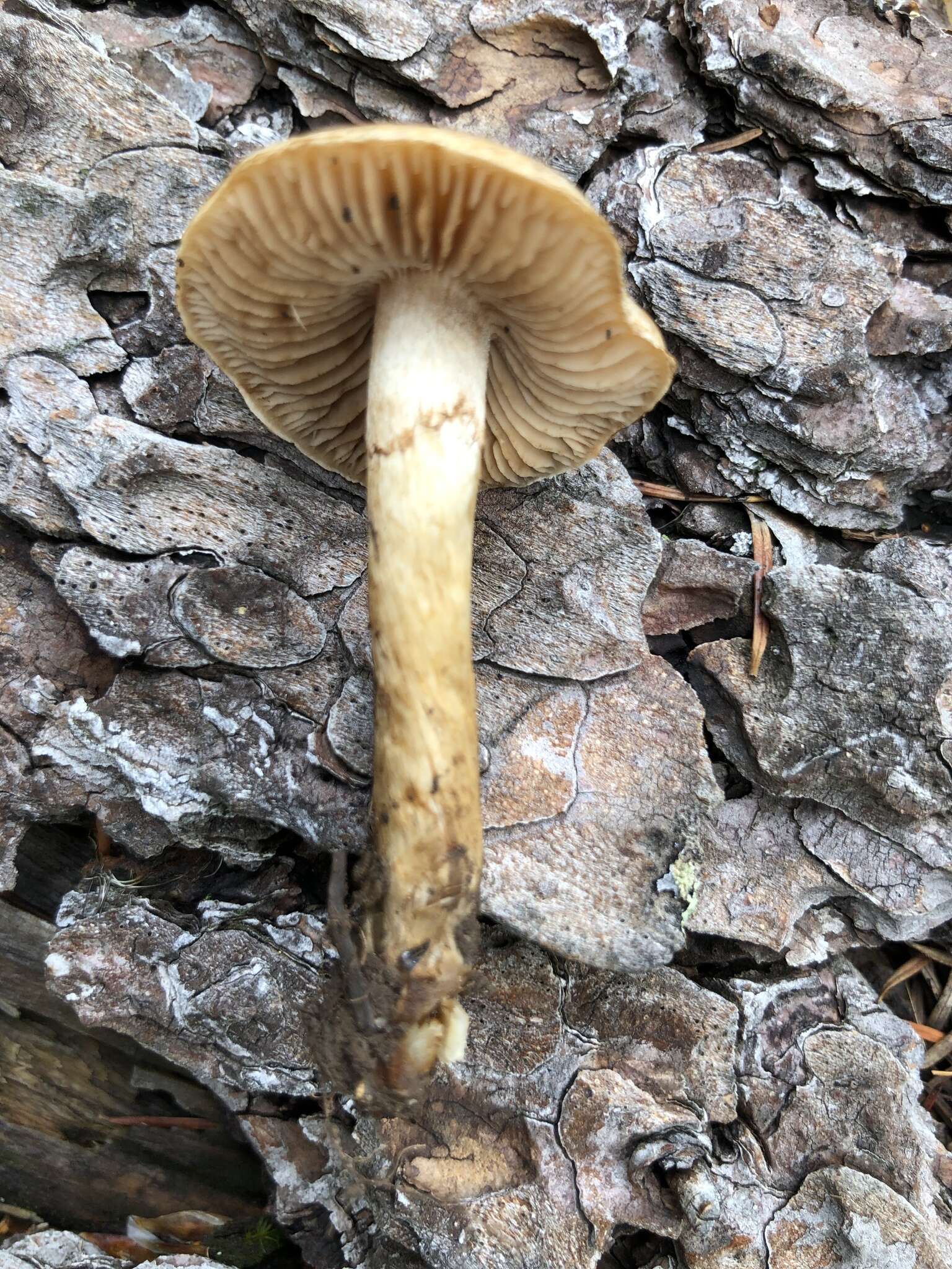 Image of veiled fairy cake