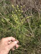 Image of Small's goldenrod