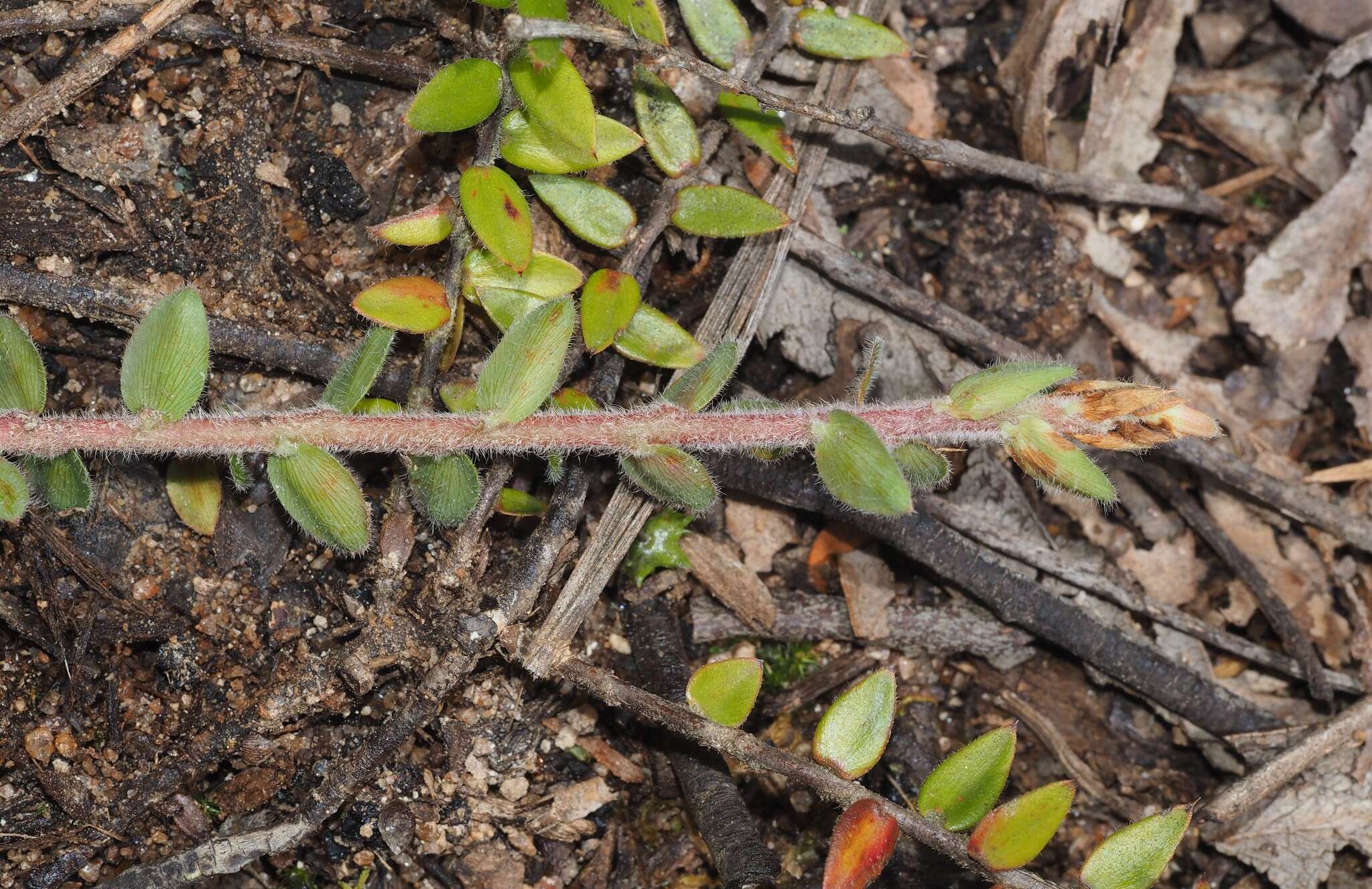 Image of Acrotriche prostrata F. Muell.