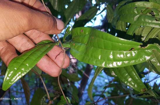 Image of Dioscorea analalavensis Jum. & H. Perrier