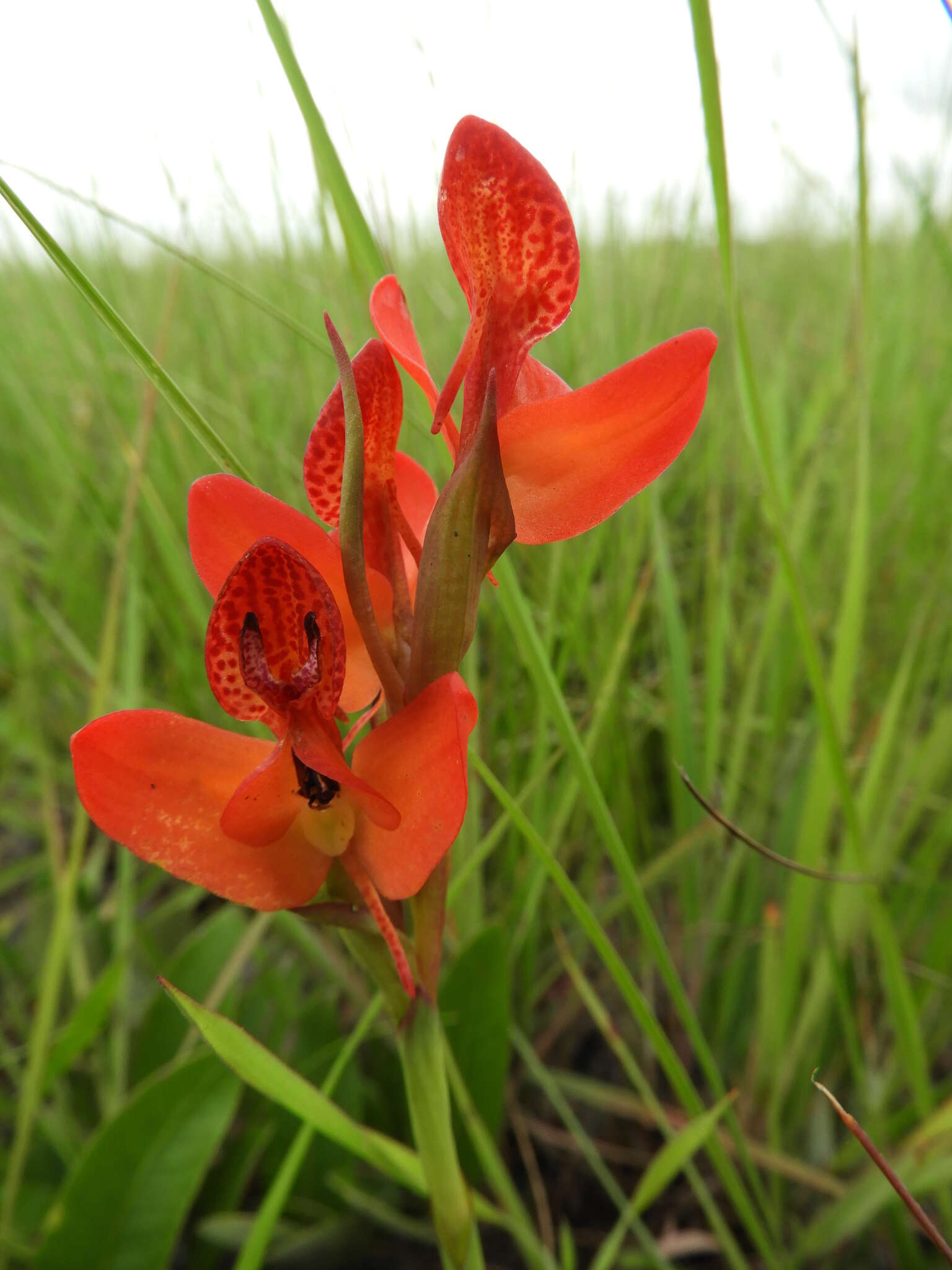 Image of Disa ornithantha Schltr.