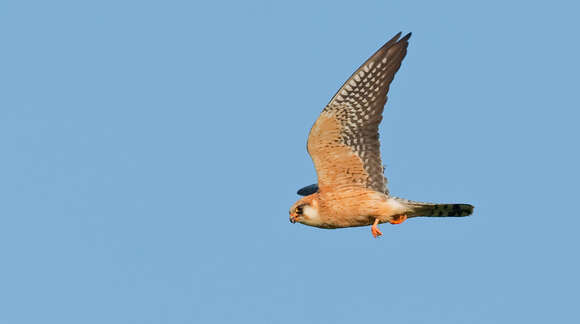 Image of Red-footed Falcon