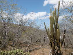 Image of Pilosocereus chrysostele (Vaupel) Byles & G. D. Rowley