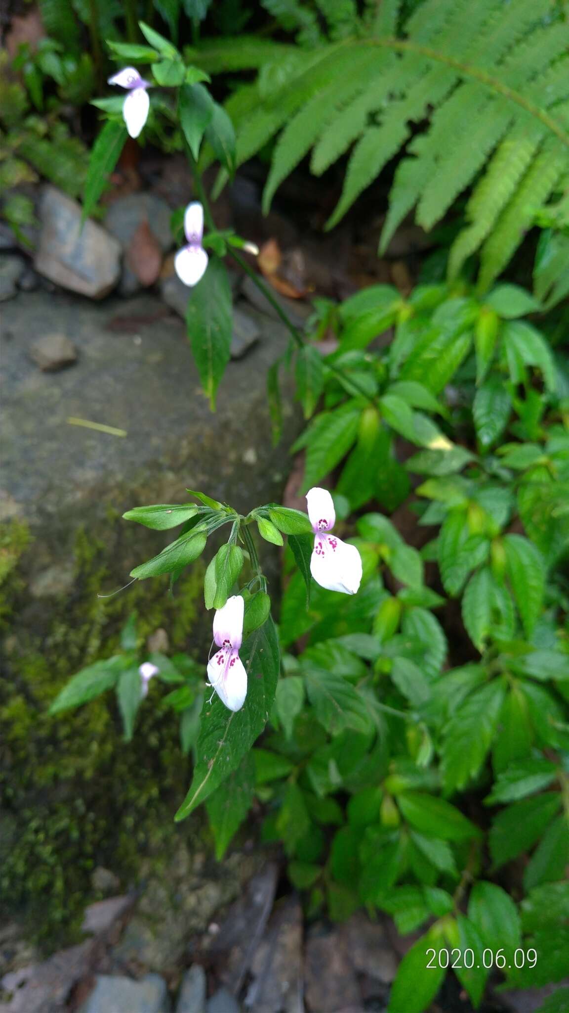 Image of Dicliptera japonica (Thunb.) Makino