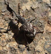 Polydrusus (Polydrusus) tereticollis (De Geer 1775) resmi