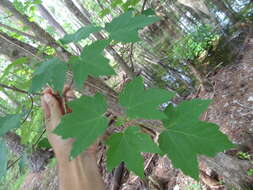 Image of Drummond's maple