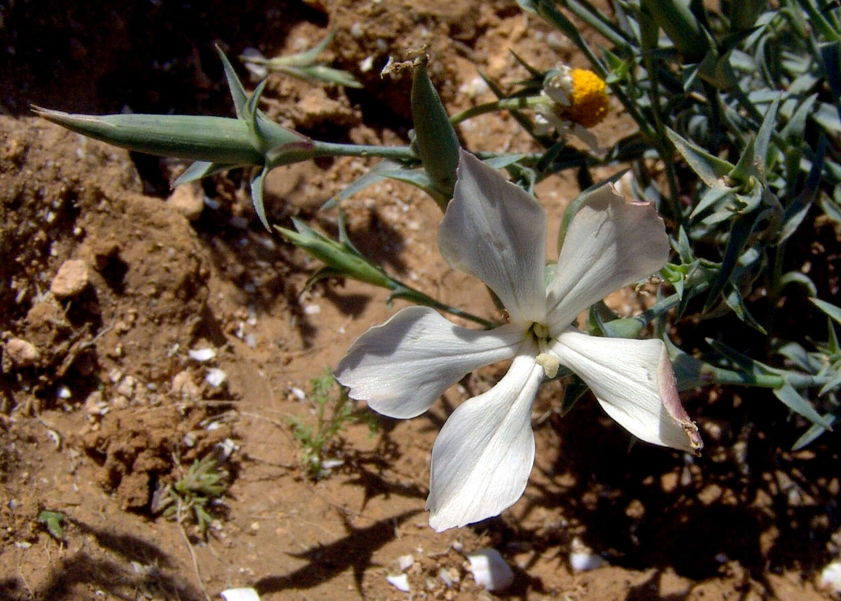 صورة Dianthus monadelphus Vent.