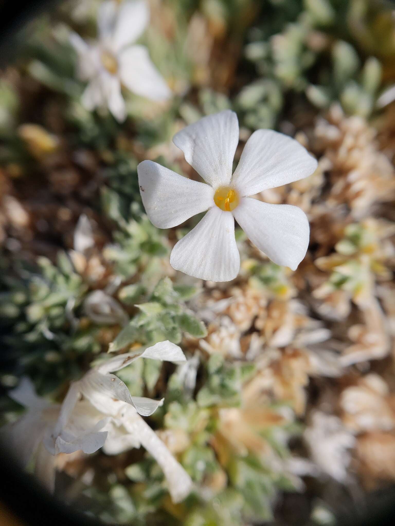 Image of dwarf phlox