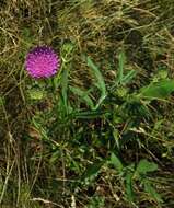 صورة Knautia fleischmannii (Hladnik ex Rchb.) Pacher