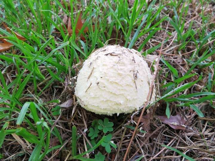 Image of Saproamanita foetidissima (D. A. Reid & Eicker) Redhead, Vizzini, Drehmel & Contu 2016