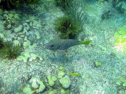 Image of Yellowtail parrotfish