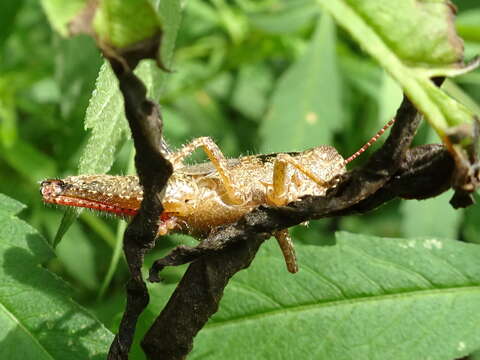 Слика од Melanoplus scudderi (Uhler 1864)