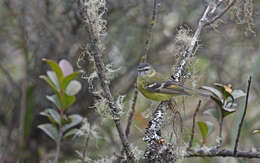 Image of Black-capped Tyrannulet